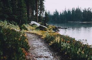 green grass, landscape, path, lake, trees