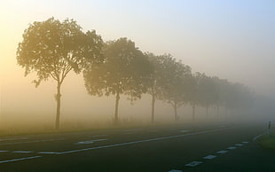 foggy asphalt road, road, trees, sunlight HD wallpaper