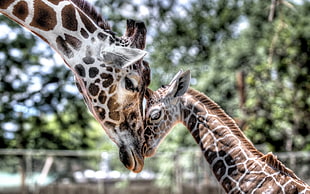 adult and baby giraffe HD wallpaper