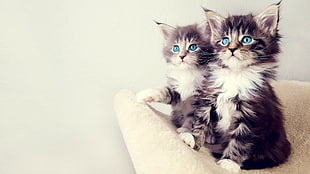 two brown Persian tabby kittens, cat, blue eyes, kittens, animals