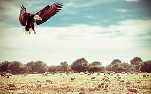 white and black bald eagle flying photo