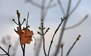selective focus photography of dry maple leaf