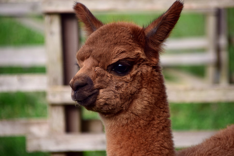 brown llama head, Alpaca, Muzzle, Cute HD wallpaper
