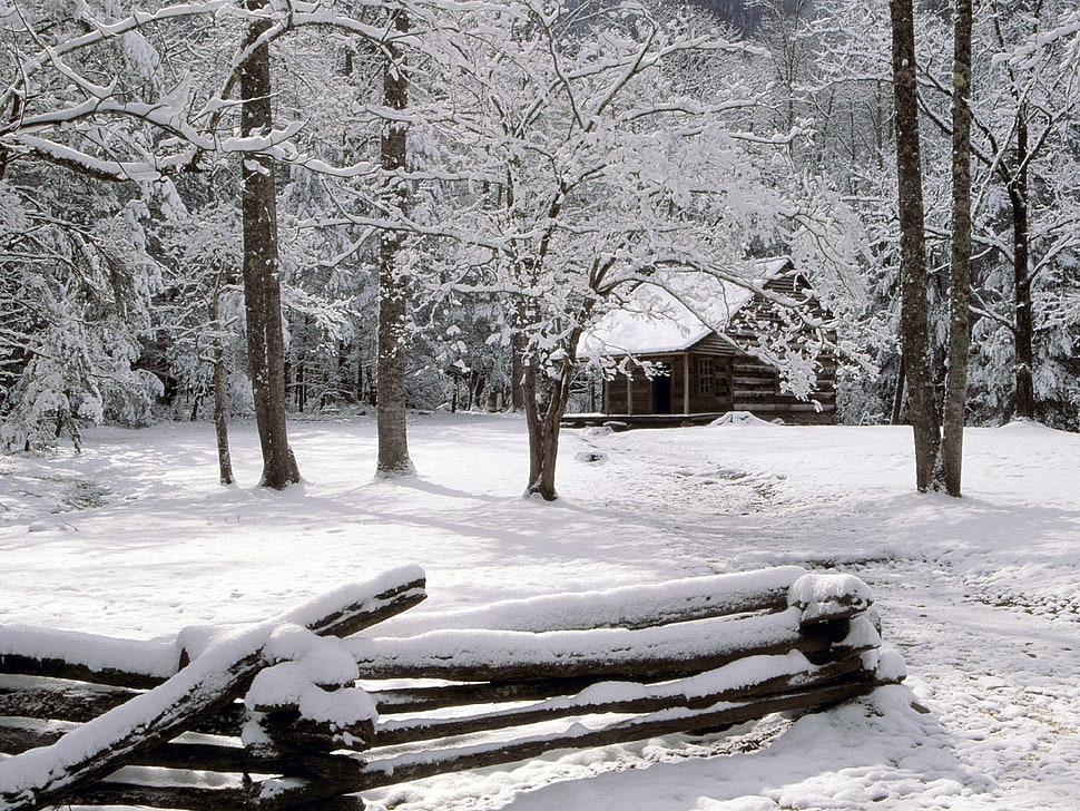 cabin house surrounded by trees during winter season HD wallpaper