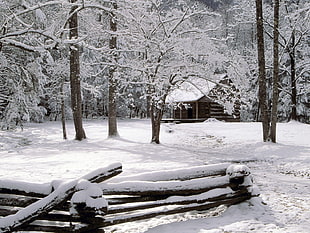 cabin house surrounded by trees during winter season