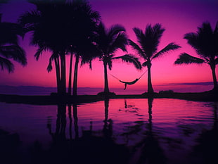 silhouette of palm trees, palm trees, relaxation, relaxing, hammocks HD wallpaper