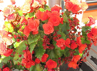 photo of red roses lot