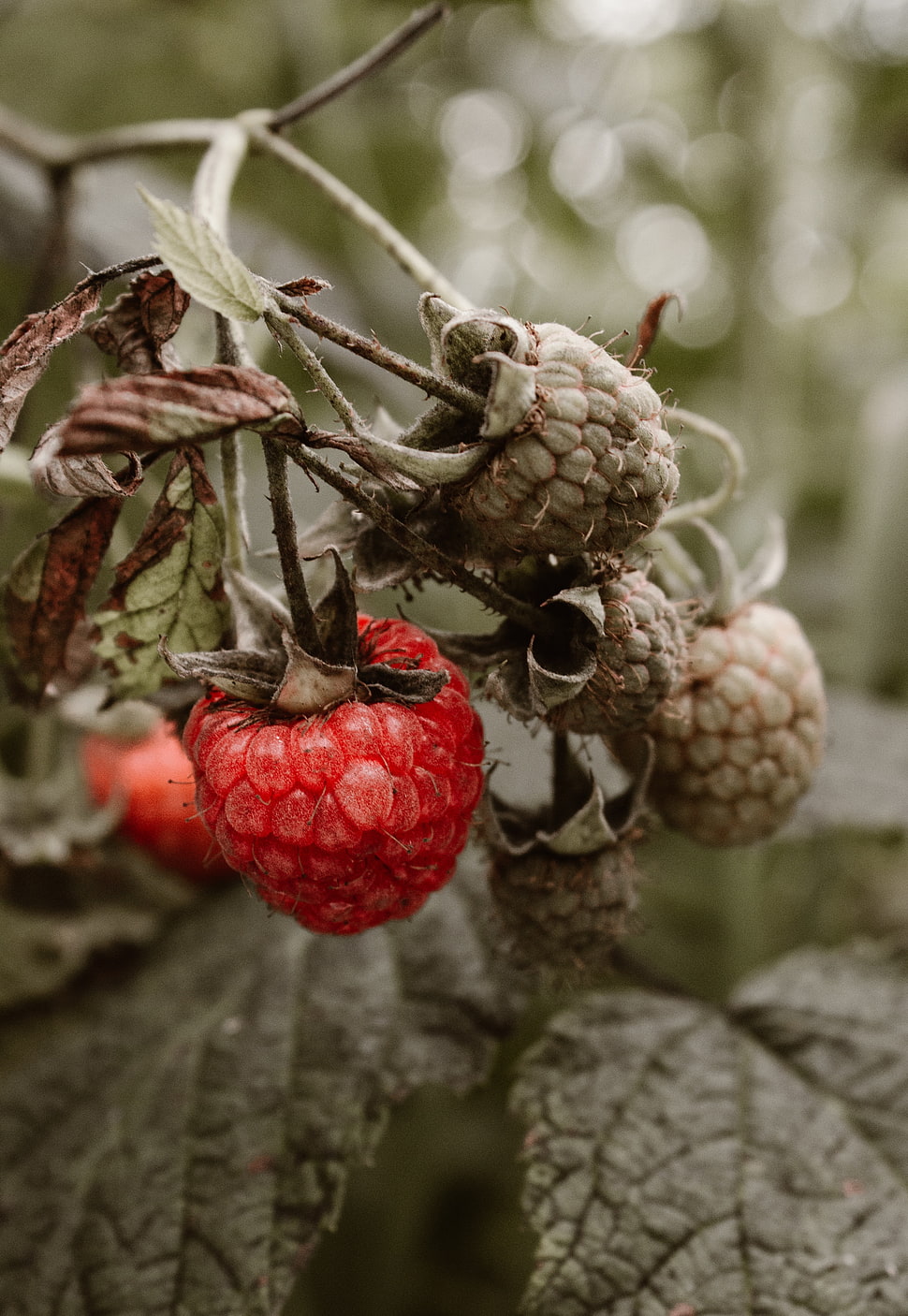 white and red berries photography HD wallpaper