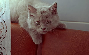 close up photograph of kitten on brown leather sofa