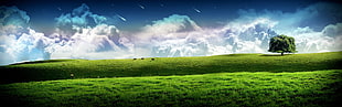 green grass field, clouds, grass, hills, cow