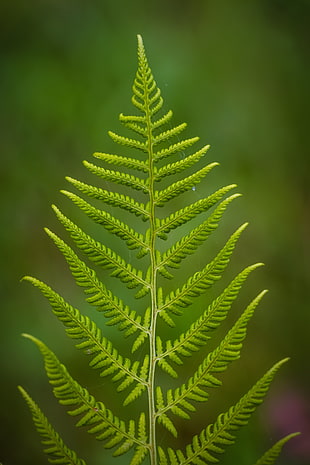 green leaf in macro shot HD wallpaper