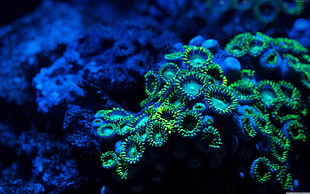 green and white sea coral