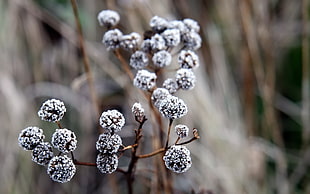close-up photo of white plant