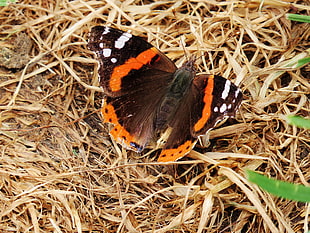 brown and orange butterfly on brown grass