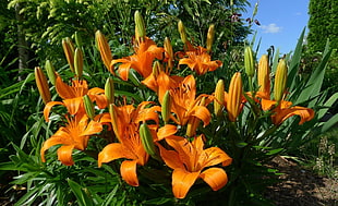 orange and green flowers