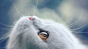 short-haired gray cat, cat, animals, eyes