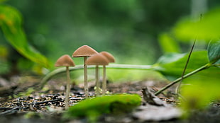 selective focus photography of brown mushrooms HD wallpaper