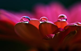 red Gerbera flower with three water dew