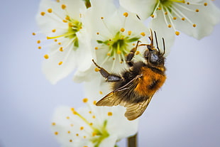 bumble bee perching on white cherry blossom in close-up photography