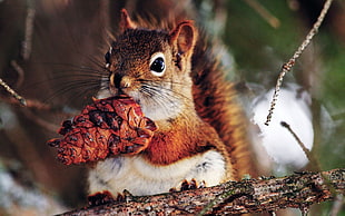 shallow focus photography of brown squirrel