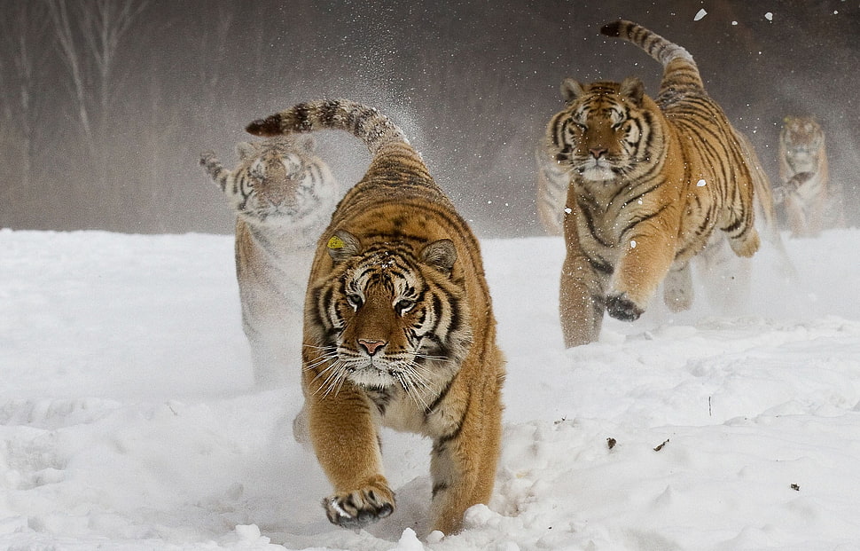tigers, nature, landscape, Siberian tiger, running HD wallpaper