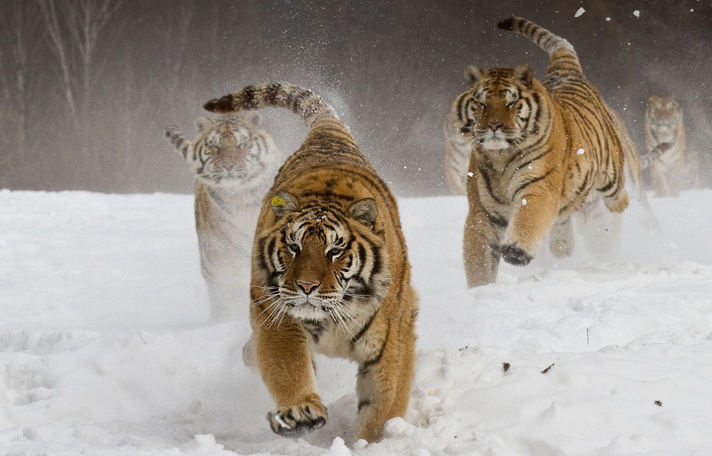 tigers, nature, landscape, Siberian tiger, running