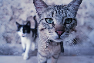 closeup photography of two gray and white kittens