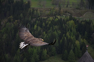 green and white eagle flying during daytime above green tress