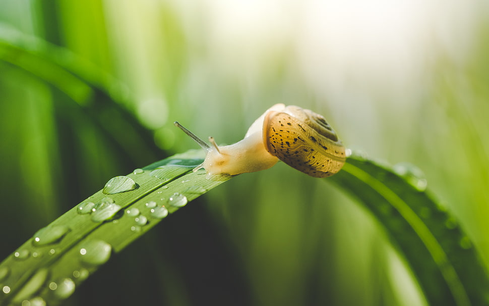 white snail on green leaf HD wallpaper