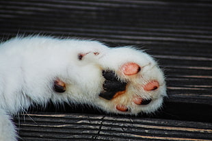 white and black animal paw