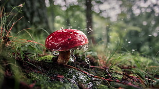 red mushroom, mushroom, forest HD wallpaper