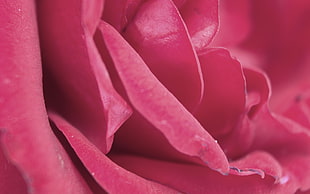 Rose,  Petals,  Pink,  Bud