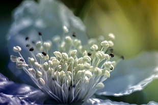 closeup photo of pistil flower HD wallpaper