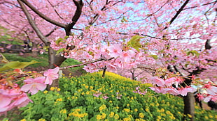 pink cheery blossom close up photoi HD wallpaper