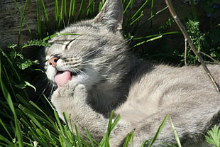 cat licking its hands while lying on green grass