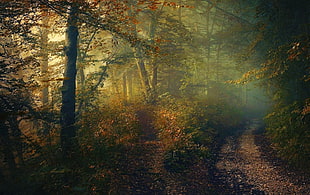 tall trees with fog wallpaper, fall, forest, path, shrubs