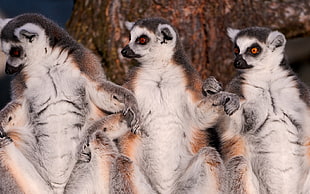 three lemurs during daytime