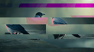 gray bird, glitch art, birds HD wallpaper