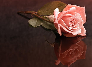 close-up photo of pink rose HD wallpaper