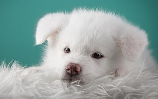 white Indian Spitz puppy