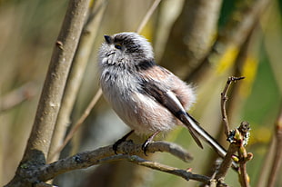 selective photo of black,brown and white feathered bird on tree branch
