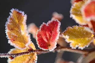 frosting red and yellow leaves HD wallpaper