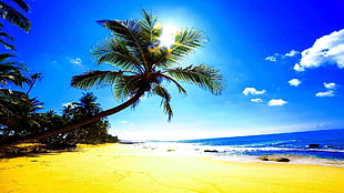 beach shore line with coconut trees during daytime
