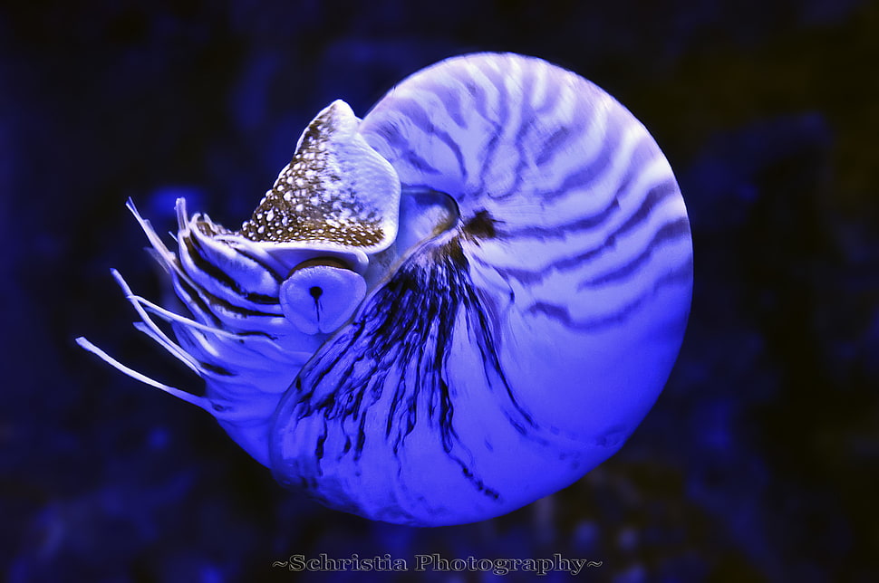 under water photography of blue squid, nautilus HD wallpaper