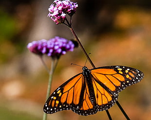 Monarch Butterfly on purple petaled flower