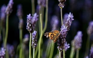 Painted Lady butterfly perched on purple flower HD wallpaper