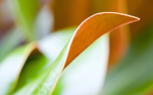 shallow focus photography of brown and green leaf