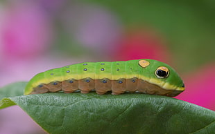 green Caterpillar on green leaf HD wallpaper