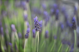 purple petaled flower selective photography, lavender HD wallpaper