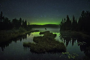 northern lights, lake, trees